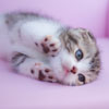 Kitten #2
