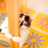 Kitten #7